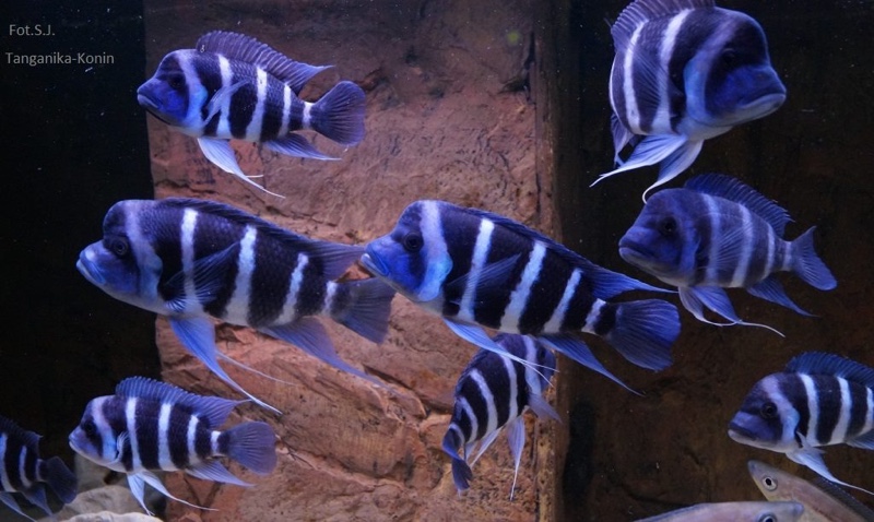 Cyphotilapia gibberosa 'Mtoto'